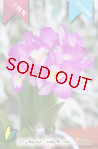 洋蘭専門店 ランの里 五台山洋蘭園「初夏咲きカトレア」特集