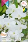 画像1: 【小振りな白花デンドロ】Den. Snow Shower 'White Gem' （交配種）デンドロビウム　スノーシャワー‘ホワイトジェム’ (1)