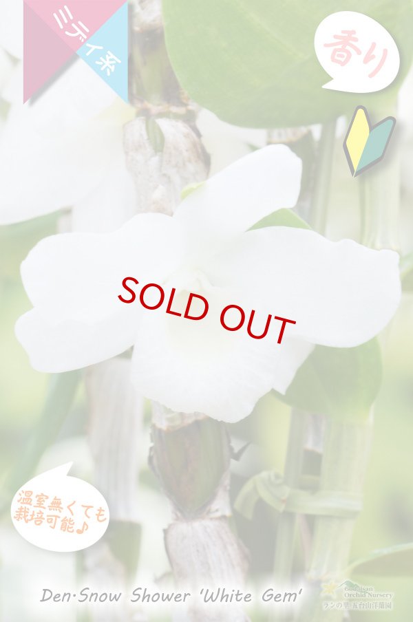 画像2: 【小振りな白花デンドロ】Den. Snow Shower 'White Gem' （交配種）デンドロビウム　スノーシャワー‘ホワイトジェム’ (2)