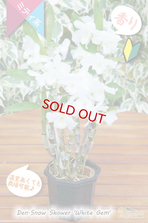画像3: 【小振りな白花デンドロ】Den. Snow Shower 'White Gem' （交配種）デンドロビウム　スノーシャワー‘ホワイトジェム’ (3)