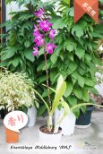 画像6: 【オンシジウムの様に咲き誇る】Enanthleya Middleburg‘MAJ'（交配種）エナンスレア ミドルバーグ'MAJ’AM/AOS (6)