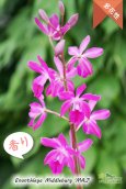 画像2: 【オンシジウムの様に咲き誇る】Enanthleya Middleburg‘MAJ'（交配種）エナンスレア ミドルバーグ'MAJ’AM/AOS (2)