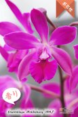 画像3: 【オンシジウムの様に咲き誇る】Enanthleya Middleburg‘MAJ'（交配種）エナンスレア ミドルバーグ'MAJ’AM/AOS (3)