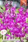 画像5: 【オンシジウムの様に咲き誇る】Enanthleya Middleburg‘MAJ'（交配種）エナンスレア ミドルバーグ'MAJ’AM/AOS (5)