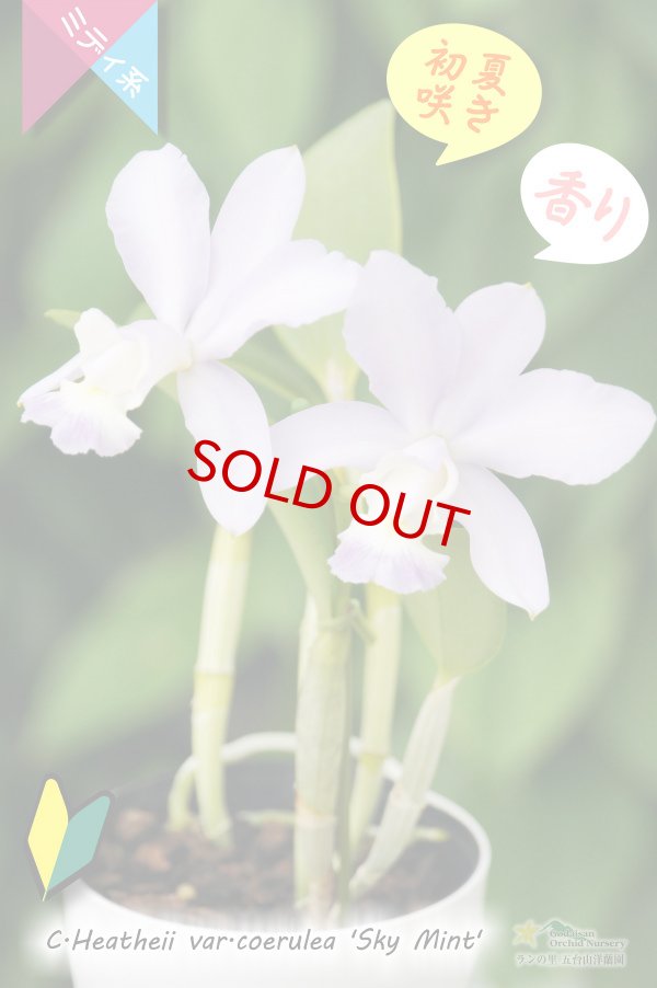 画像3: 【香りのあるソフトブルーカトレア】C.Heathii var.coerulea‘Sky Mint' (交配種)ヒーシー バー セルレア'スカイミント’ (3)