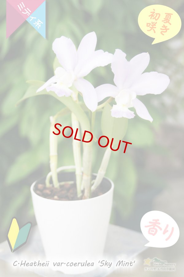 画像4: 【香りのあるソフトブルーカトレア】C.Heathii var.coerulea‘Sky Mint' (交配種)ヒーシー バー セルレア'スカイミント’ (4)