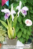 画像4: 【初夏咲きブルーカトレア】C.Canhamiana coerulea‘Cobalt'　カトレア　カンハミアナ　セルレア 'コバルト’ (4)