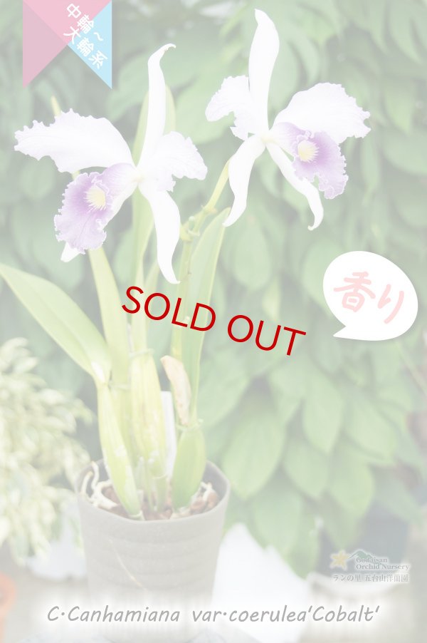 画像4: 【初夏咲きブルーカトレア】C.Canhamiana coerulea‘Cobalt'　カトレア　カンハミアナ　セルレア 'コバルト’ (4)