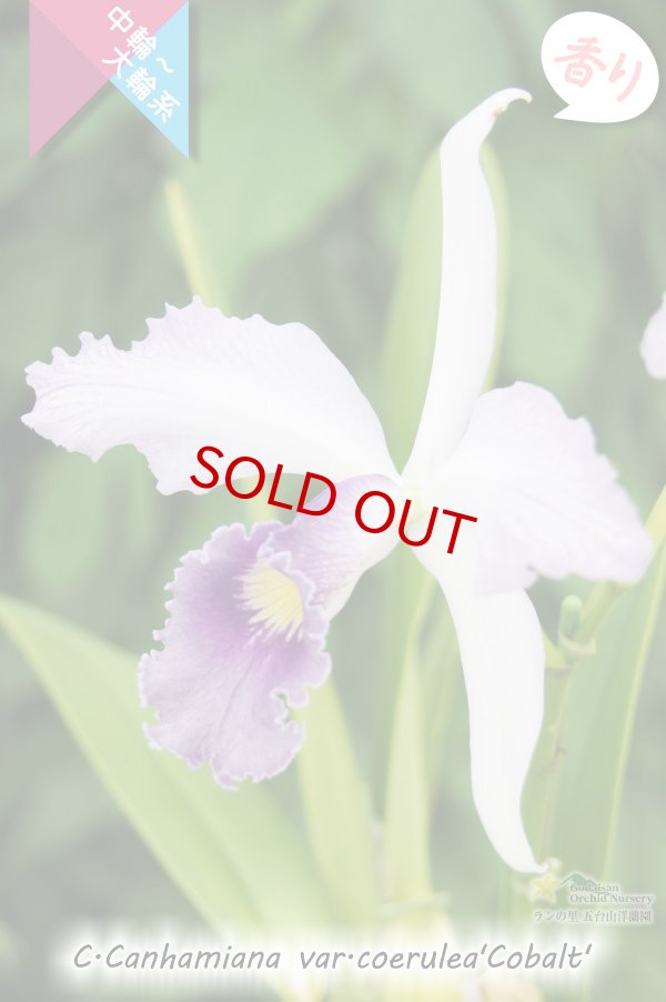 画像2: 【初夏咲きブルーカトレア】C.Canhamiana coerulea‘Cobalt'　カトレア　カンハミアナ　セルレア 'コバルト’ (2)