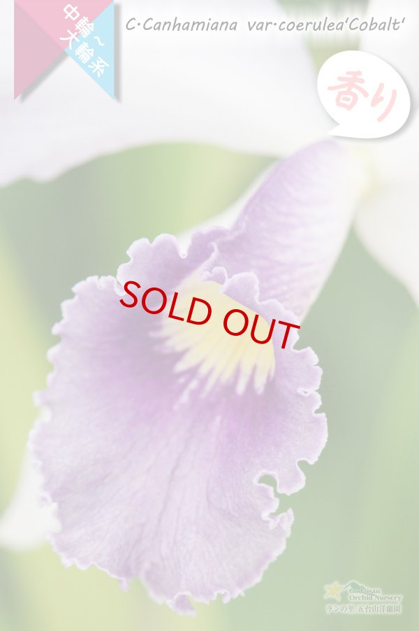 画像3: 【初夏咲きブルーカトレア】C.Canhamiana coerulea‘Cobalt'　カトレア　カンハミアナ　セルレア 'コバルト’ (3)