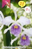 画像1: 【初夏咲きブルーカトレア】C.Canhamiana var.coerulea‘Indigo Blue'（交配種）カトレア　カンハミアナ　セルレア 'インディゴブルー’ (1)