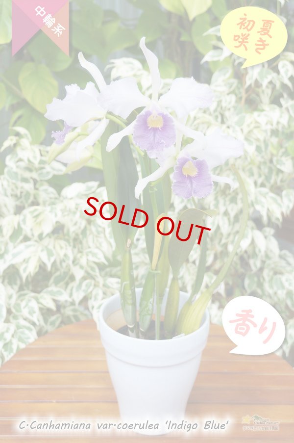 画像5: 【初夏咲きブルーカトレア】C.Canhamiana var.coerulea‘Indigo Blue'（交配種）カトレア　カンハミアナ　セルレア 'インディゴブルー’ (5)