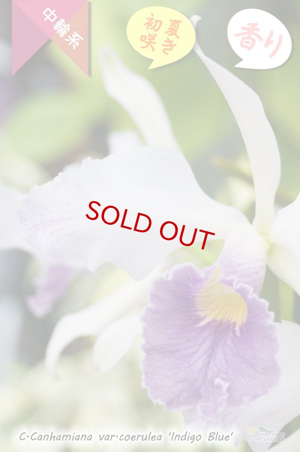 画像3: 【初夏咲きブルーカトレア】C.Canhamiana var.coerulea‘Indigo Blue'（交配種）カトレア　カンハミアナ　セルレア 'インディゴブルー’ (3)