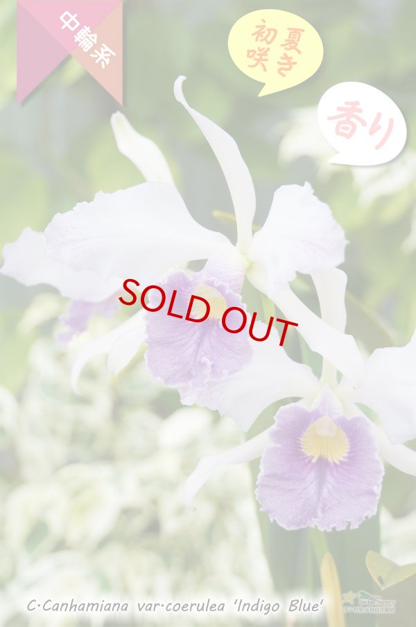 画像2: 【初夏咲きブルーカトレア】C.Canhamiana var.coerulea‘Indigo Blue'（交配種）カトレア　カンハミアナ　セルレア 'インディゴブルー’ (2)