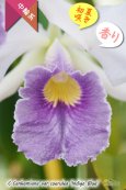 画像4: 【初夏咲きブルーカトレア】C.Canhamiana var.coerulea‘Indigo Blue'（交配種）カトレア　カンハミアナ　セルレア 'インディゴブルー’ (4)