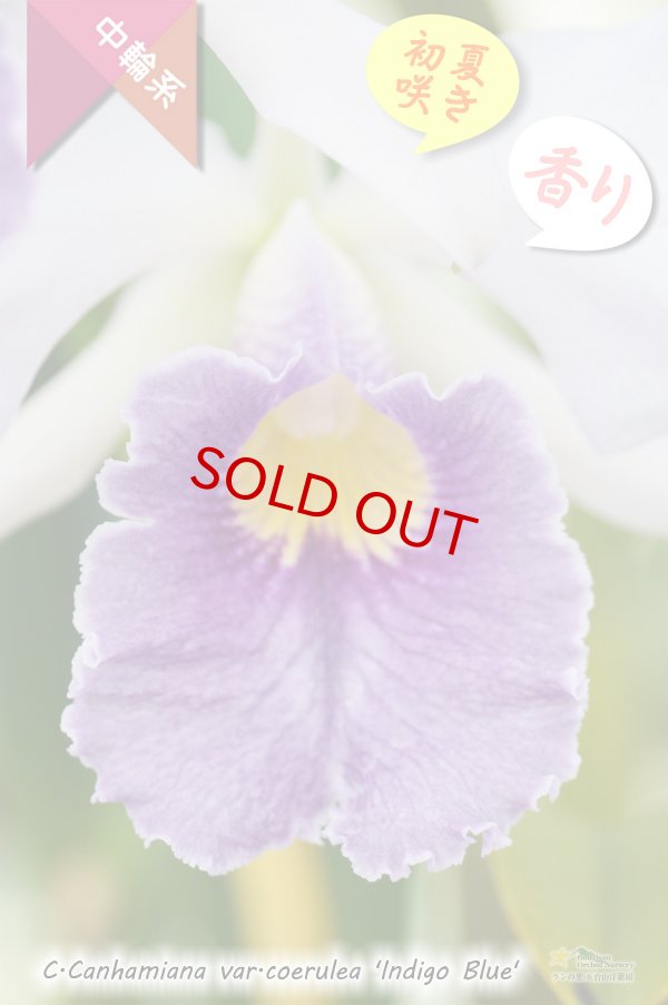 画像4: 【初夏咲きブルーカトレア】C.Canhamiana var.coerulea‘Indigo Blue'（交配種）カトレア　カンハミアナ　セルレア 'インディゴブルー’ (4)