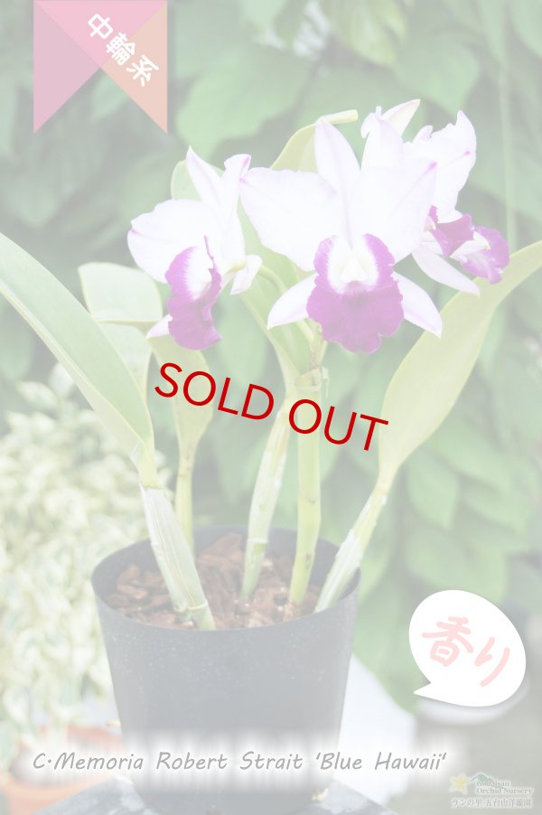画像3: 【ちょっと栽培難易度高い？中輪系ブルーカトレア】C.Memoria Robert  Strait 'Blue Hawaii' (交配種)カトレア メモリアロバートストレイト‘ブルーハワイ' (3)