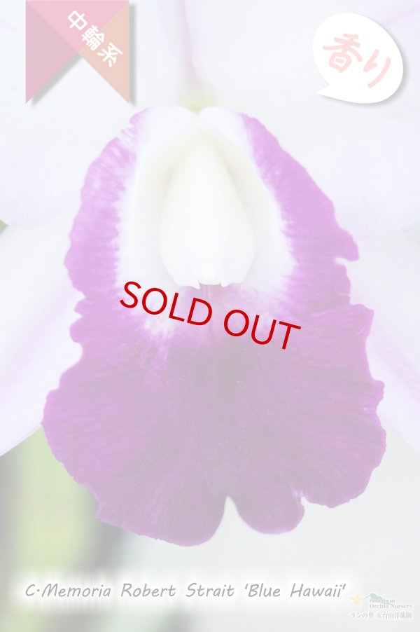 画像2: 【ちょっと栽培難易度高い？中輪系ブルーカトレア】C.Memoria Robert  Strait 'Blue Hawaii' (交配種)カトレア メモリアロバートストレイト‘ブルーハワイ' (2)