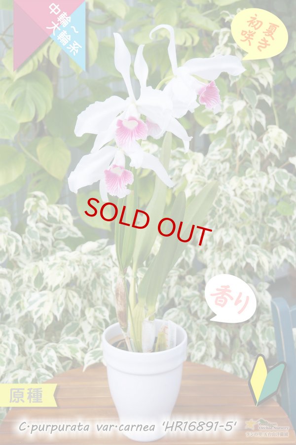 画像4: 【初夏咲きカトレア原種・実生株現品】C.purpurata var.carnea 'HR16891-5'（原種）カトレア　パープラータ カーネア 'HR16891-5' (4)