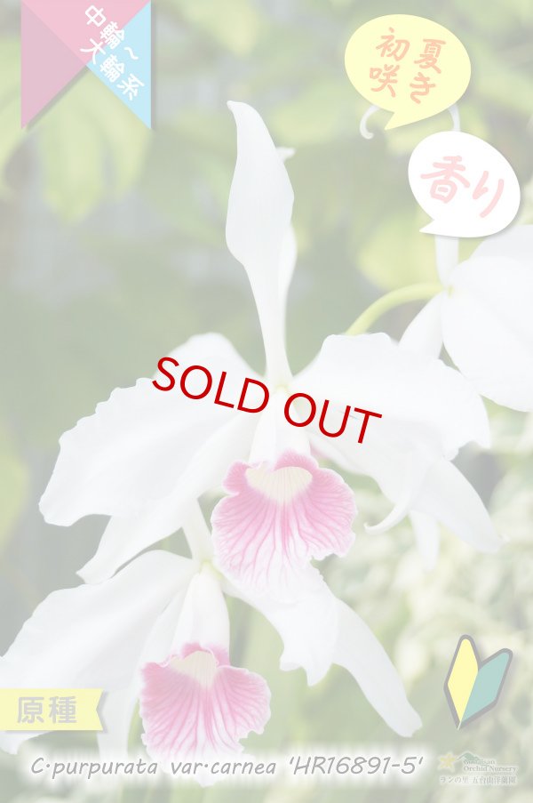 画像2: 【初夏咲きカトレア原種・実生株現品】C.purpurata var.carnea 'HR16891-5'（原種）カトレア　パープラータ カーネア 'HR16891-5' (2)