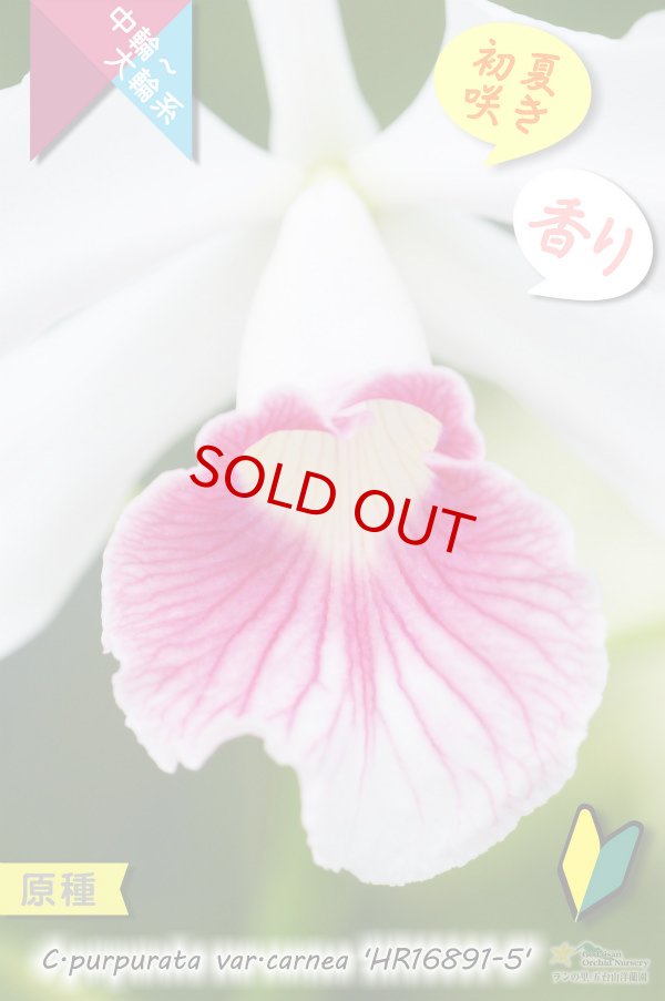 画像3: 【初夏咲きカトレア原種・実生株現品】C.purpurata var.carnea 'HR16891-5'（原種）カトレア　パープラータ カーネア 'HR16891-5' (3)