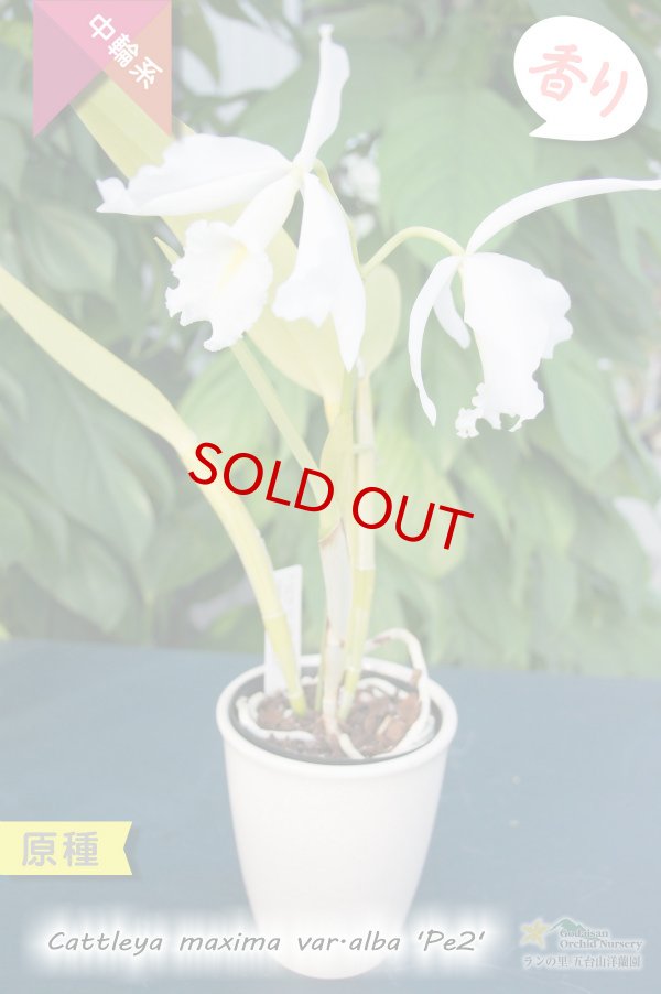 画像4: 【エクアドル産原種カトレア】C.maxima var.alba 'Pe2' (原種)カトレア マキシマ アルバ'Pe2'【自然個体分け株】 (4)