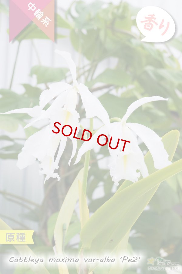 画像2: 【エクアドル産原種カトレア】C.maxima var.alba 'Pe2' (原種)カトレア マキシマ アルバ'Pe2'【自然個体分け株】 (2)