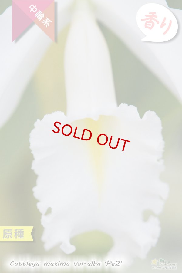 画像3: 【エクアドル産原種カトレア】C.maxima var.alba 'Pe2' (原種)カトレア マキシマ アルバ'Pe2'【自然個体分け株】 (3)