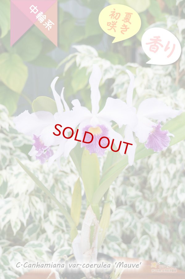 画像4: 【初夏咲き・ブルーカトレア】C.Canhamiana coerulea‘Mauve'（交配種）カトレア　カンハミアナ　セルレア 'モーブ' (4)
