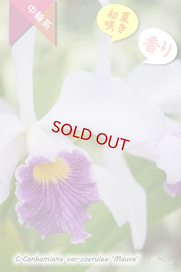 画像2: 【初夏咲き・ブルーカトレア】C.Canhamiana coerulea‘Mauve'（交配種）カトレア　カンハミアナ　セルレア 'モーブ' (2)