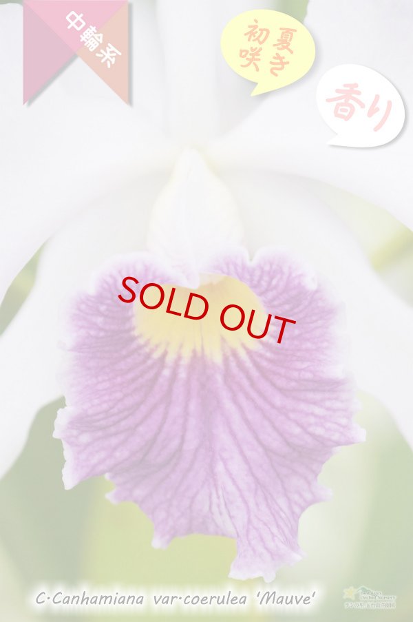 画像3: 【初夏咲き・ブルーカトレア】C.Canhamiana coerulea‘Mauve'（交配種）カトレア　カンハミアナ　セルレア 'モーブ' (3)