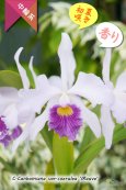 画像1: 【初夏咲き・ブルーカトレア】C.Canhamiana coerulea‘Mauve'（交配種）カトレア　カンハミアナ　セルレア 'モーブ' (1)