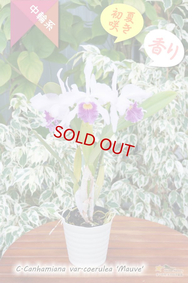 画像5: 【初夏咲き・ブルーカトレア】C.Canhamiana coerulea‘Mauve'（交配種）カトレア　カンハミアナ　セルレア 'モーブ' (5)