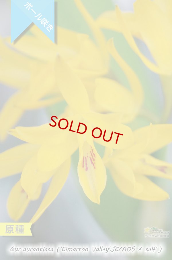 画像2: 【中米原産のラン】Gur.aurantiaca ('Cimarron Valley'JC/AOS × self) （原種）グアリアンセ　オウランティアカ（シマローンバレーの実生株） (2)