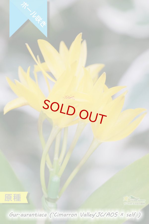 画像3: 【中米原産のラン】Gur.aurantiaca ('Cimarron Valley'JC/AOS × self) （原種）グアリアンセ　オウランティアカ（シマローンバレーの実生株） (3)