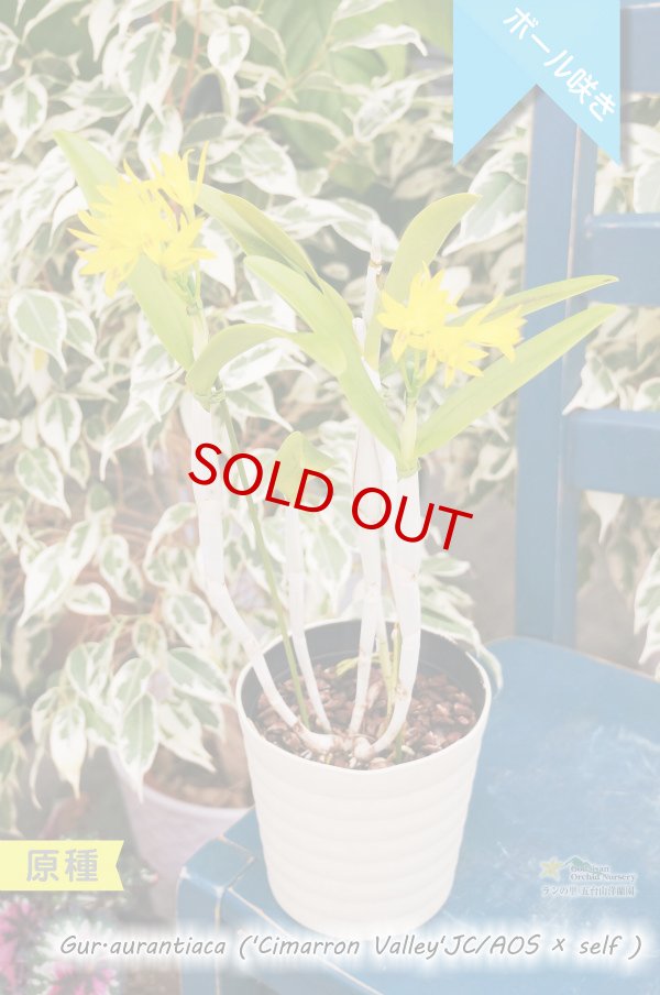 画像4: 【中米原産のラン】Gur.aurantiaca ('Cimarron Valley'JC/AOS × self) （原種）グアリアンセ　オウランティアカ（シマローンバレーの実生株） (4)