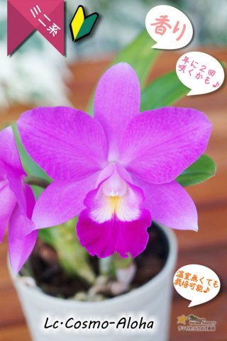 【美花】原種交配種 開花株 脇株付き 洋蘭　洋ラン hqdefault.jpg