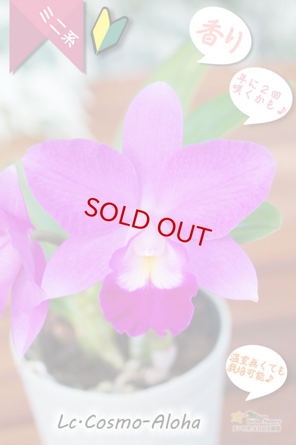画像1: 【発色の良いミニカトレア】Lc.Cosmo-Aloha（交配種）カトレア　コスモ - アロハ (1)