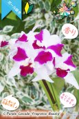 画像3: 【艶やかな紅白色のミディカトレア】C.Purple Cascade 'Fragrance Beauty' （交配種）カトレア　パープルキャスケード‘フレグランスビューティー’ (3)