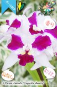 画像1: 【艶やかな紅白色のミディカトレア】C.Purple Cascade 'Fragrance Beauty' （交配種）カトレア　パープルキャスケード‘フレグランスビューティー’ (1)