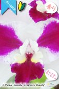 画像2: 【艶やかな紅白色のミディカトレア】C.Purple Cascade 'Fragrance Beauty' （交配種）カトレア　パープルキャスケード‘フレグランスビューティー’ (2)