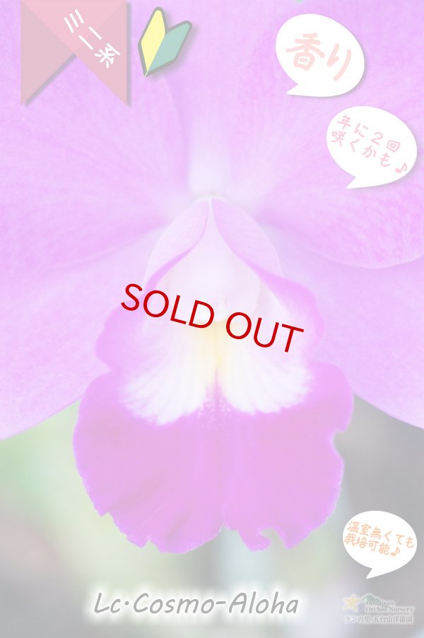 画像2: 【発色の良いミニカトレア】Lc.Cosmo-Aloha（交配種）カトレア　コスモ - アロハ (2)