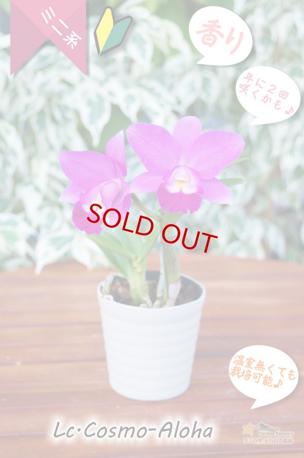 画像3: 【発色の良いミニカトレア】Lc.Cosmo-Aloha（交配種）カトレア　コスモ - アロハ (3)