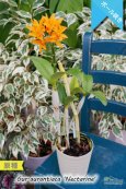 画像5: 【中米原産のラン】Gur.aurantiaca 'Nectarine' （原種）グアリアンセ　オウランティアカ  'ネクタリン'  (5)