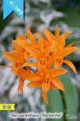 画像1: 【中米原産のラン】Gur.aurantiaca 'Nectarine' （原種）グアリアンセ　オウランティアカ  'ネクタリン'  (1)