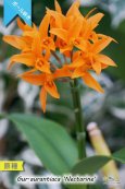 画像3: 【中米原産のラン】Gur.aurantiaca 'Nectarine' （原種）グアリアンセ　オウランティアカ  'ネクタリン' (3)