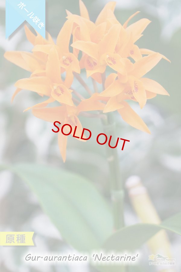 画像3: 【中米原産のラン】Gur.aurantiaca 'Nectarine' （原種）グアリアンセ　オウランティアカ  'ネクタリン' (3)