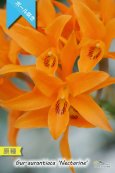 画像2: 【中米原産のラン】Gur.aurantiaca 'Nectarine' （原種）グアリアンセ　オウランティアカ  'ネクタリン' (2)