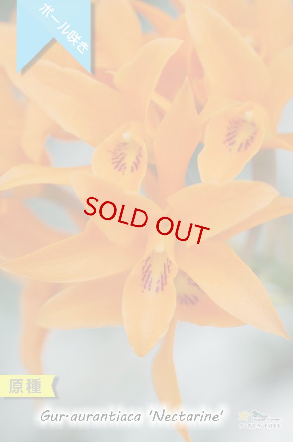 画像2: 【中米原産のラン】Gur.aurantiaca 'Nectarine' （原種）グアリアンセ　オウランティアカ  'ネクタリン' (2)