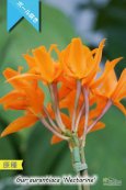 画像4: 【中米原産のラン】Gur.aurantiaca 'Nectarine' （原種）グアリアンセ　オウランティアカ  'ネクタリン' (4)